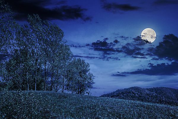 포토 JPG 해외이미지 나무 구름 하늘 풍경 초원 사람없음 야외 파란색 보름달 달 야간 해외202004 해외포토 자연요소 식물 컬러 파일형식 이미지허브