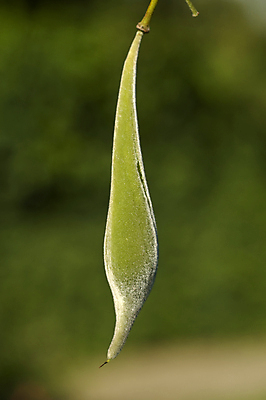 포토 JPG 해외이미지 백그라운드 과일 자연 씨앗 사람없음 신선 묘사 꼬투리 해외202004 해외포토 식물 생태계 파일형식 이미지허브