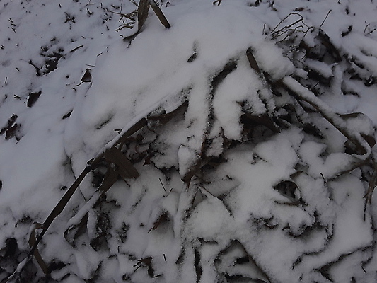포토 JPG 해외이미지 계절 백그라운드 잎 크리스마스 밭 자연 날씨 건강 풍경 사람없음 야외 초록색 환경 정원 냉동 얼음 추위 성장 흰색 신선 허브 질감 서리 내추럴 땅바닥 눈내림 해외202004 해외포토 자연요소 식물 기념일 컬러 농업 바닥 눈_날씨 생태계 파일형식 이미지허브