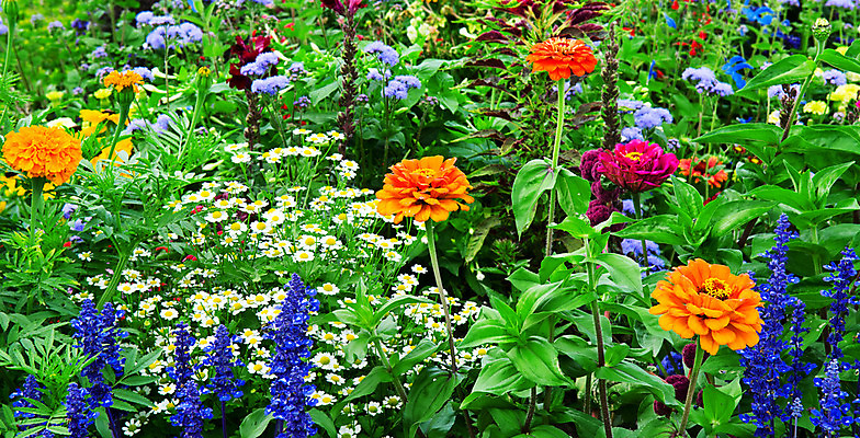 포토 JPG 해외이미지 식물 계절 공원 꽃 백그라운드 잎 꽃무늬 밭 자연 풍경 잔디 사람없음 야외 초록색 여름 컬러풀 노란색 환경 정원 봄 활발 들꽃 성장 벚꽃 침대 개화 허브 질감 데이지 화단 내추럴 캐모마일 평야 해외202004 해외포토 공공시설 컬러 가구 컨셉 무늬 농업 생태계 파일형식 이미지허브