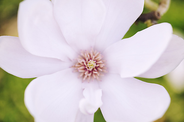 포토 JPG 해외이미지 나무 식물 꽃 줄기 분홍색 꽃다발 백그라운드 잎 자연 사람없음 빨간색 정원 보라색 성장 나뭇가지 신선 꽃집 부드러움 목련 취급주의 해외202004 해외포토 컬러 경고 상점 감각 생태계 파일형식 이미지허브