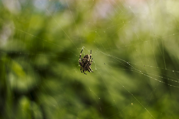 포토 JPG 해외이미지 디자인 실루엣 선 곤충 백그라운드 패턴 자연 아침 추상 프레임 미술 사람없음 야외 초록색 물 웹 어둠 젖음 안개 신선 원형 그물 네트워크 실 닫기 떨어짐 숲 이슬 연결 위험 거미줄 심볼 묘사 사인 질감 거미 올가미 망사 내추럴 복잡 어려움 엘리먼트 해외202004 해외포토 주간 자연요소 도형 동물 컬러 컨셉 무늬 인터넷 모션 날씨 문화예술 촬영기법 직물 생태계 파일형식 이미지허브