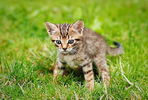 포토 JPG 해외이미지 동물 1 장난 포유류 자연 수염 털 사람없음 야외 초록색 여름 반려동물 귀여움 정원 고양이 봄 회색 아기 작음 호기심 얼룩무늬 수의사 해외202004 해외포토 계절 감정 컬러 컨셉 무늬 사람 의사 크기 생태계 파일형식 이미지허브