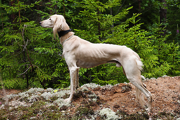 포토 JPG 해외이미지 나무 동물 1 남자 자연 사람없음 야외 가로 초록색 반려동물 검은색 흰색 개 숲 사냥개 육식동물 상록수 해외202004 해외포토 식물 컬러 포유류 사람 생태계 파일형식 이미지허브