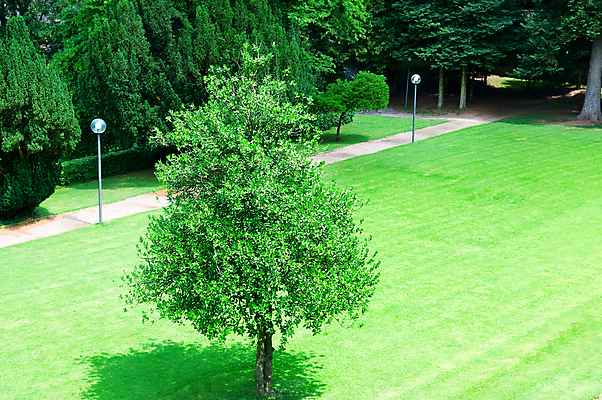 포토 JPG 해외이미지 나무 식물 계절 공원 도로 길 밭 자연 풍경 잔디 사람없음 야외 목재 초록색 여름 컬러풀 햇빛 환경 정원 봄 등불 램프 기둥 숲 오솔길 원예 조경 공터 내추럴 해외202004 해외포토 공공시설 건축 컬러 농업 재료 교통시설 조명 취미 태양 생태계 파일형식 이미지허브