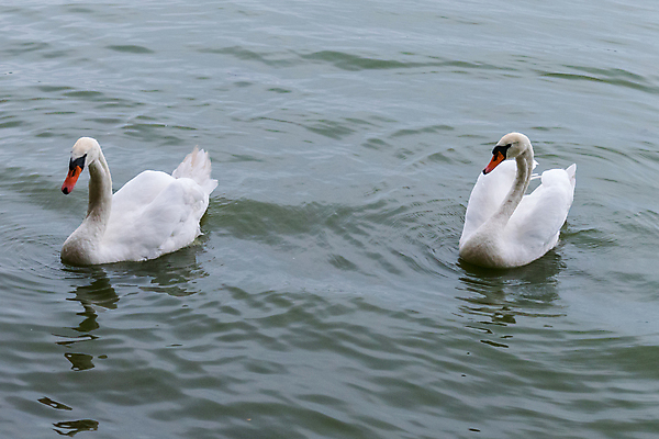 포토 JPG 해외이미지 주간 두마리 사람없음 백조 해외202004 해외포토 자연요소 2 조류 파일형식 이미지허브