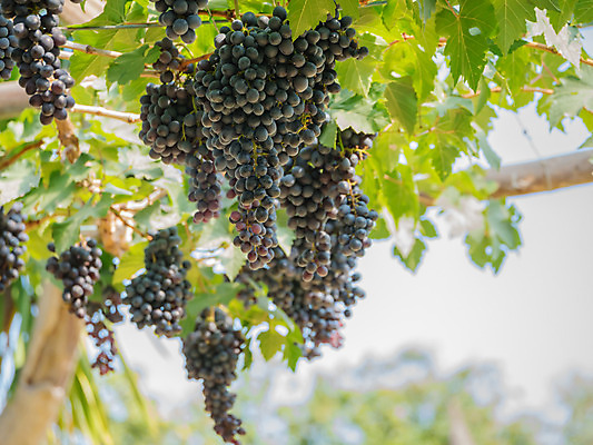 포토 JPG 해외이미지 주간 나무 식물 유럽 산업 음식 낙엽 잎 농업 과일 자연 포도 독일 건강 풍경 사람없음 야외 햇빛 농장 와인 맑음 보라색 수확 성장 가을 나뭇가지 시골 원형 달콤 9월 다발 포도밭 땅바닥 메를로 밭일 숙성 양조장 줄서기 해외202004 해외포토 자연요소 도형 계절 나라 컬러 밭 모션 날씨 바닥 주류 태양 날짜 맛 생태계 파일형식 이미지허브