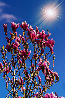 포토 JPG 해외이미지 나무 식물 계절 공원 꽃잎 꽃 유럽 분홍색 백그라운드 잎 꽃무늬 자연 하늘 사람없음 야외 여름 파란색 빛 컬러풀 햇빛 태양 정원 맑음 보라색 봄 벚꽃 광선 흰색 나뭇가지 신선 개화 큼 목련 내추럴 블러 해외202004 해외포토 자연요소 공공시설 나라 컬러 무늬 날씨 크기 생태계 파일형식 이미지허브