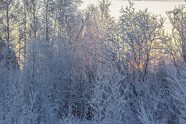 포토 JPG 해외이미지 주간 나무 겨울 자연 사람없음 야외 눈 시베리아 겨울풍경 해외202004 해외포토 자연요소 식물 계절 날씨 풍경 생태계 파일형식 이미지허브