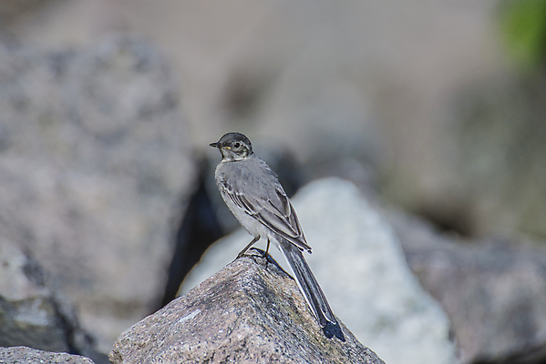 포토 JPG 해외이미지 동물 1 야생동물 백그라운드 날개 자연 조류 노르웨이 사람없음 물 강 검은색 회색 바위 흰색 관찰 개울 작음 깃털 생물학 꼬리 부리 계산서 해외202004 해외포토 자연요소 교육 유럽 컬러 모션 돌_바위 크기 생태계 파일형식 이미지허브