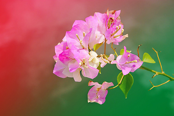 포토 JPG 해외이미지 식물 꽃 분홍색 섬 잎 자연 미술 사람없음 초록색 여름 나뭇가지 축하 난초 우아함 오브젝트 엘리먼트 해외202004 해외포토 나무 계절 컬러 컨셉 문화예술 생태계 파일형식 이미지허브