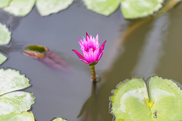 포토 JPG 해외이미지 식물 꽃잎 꽃 분홍색 백그라운드 자연 사람없음 장식 빨간색 초록색 물 반사 벚꽃 흰색 연못 개화 내추럴 해외202004 해외포토 자연요소 컬러 생태계 파일형식 이미지허브