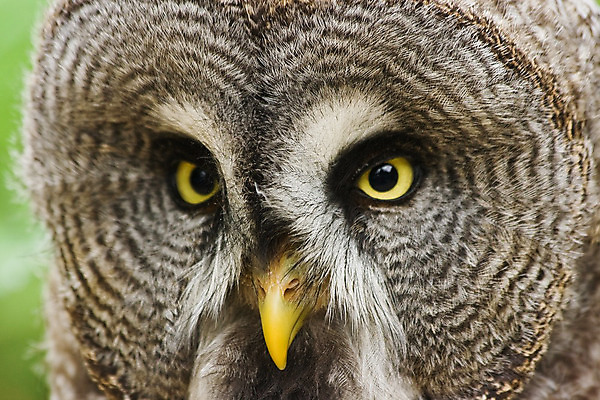 포토 JPG 해외이미지 동물 응시 야생동물 자연 조류 동물원 사람없음 노란색 회색 큼 먹이 깃털 부엉이 사냥꾼 경보 지능 해외202004 해외포토 직업 시선 컬러 크기 생태계 파일형식 이미지허브