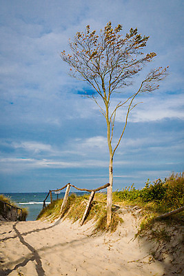 포토 JPG 해외이미지 나무 구름 계절 유럽 바다 여행 자연 하늘 휴가 독일 사람없음 야외 소나무 해외202004 해외포토 자연요소 식물 나라 생태계 파일형식 이미지허브