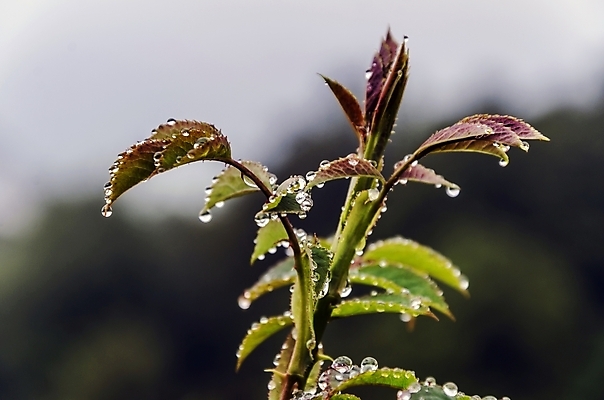 포토 JPG 해외이미지 식물 응시 꽃 자연 사람없음 물 환경 젖음 촉촉함 물방울 스페인 닫기 해외202004 해외포토 자연요소 시선 유럽 모션 생태계 파일형식 이미지허브