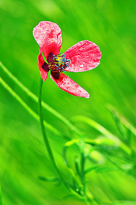 포토 JPG 해외이미지 식물 디자인 계절 공원 꽃 분홍색 꽃다발 백그라운드 컨셉 잎 꽃무늬 밭 자연 벽지 추상 미술 사람없음 장식 빨간색 초록색 컬러풀 노란색 정원 맑음 봄 벚꽃 흰색 신선 신용카드 닫기 다발 엽서 내추럴 고립 해외202004 해외포토 공공시설 컬러 무늬 농업 모션 날씨 문화예술 금융 편지 생태계 파일형식 이미지허브