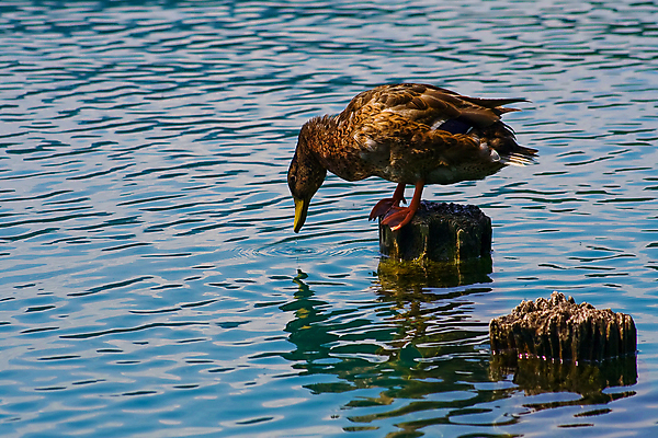 포토 JPG 해외이미지 동물 호수 음료 오리 사람없음 물 파란색 갈색 마시기 떨어짐 해외202004 해외포토 자연요소 컬러 컨셉 모션 조류 파일형식 이미지허브