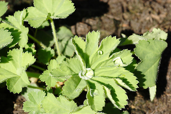 포토 JPG 해외이미지 식물 잎 자연 건강 사람없음 물 약재 물방울 약초 이슬 약국 허브 내추럴 돌봄 해외202004 해외포토 자연요소 의학 모션 약 풀_식물 생태계 파일형식 이미지허브