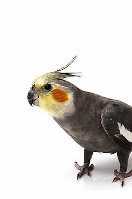 포토 JPG 해외이미지 동물 척추동물 1 야생동물 날개 포유류 자연 조류 생물 사람없음 반려동물 컬러풀 노란색 회색 흰색 작음 깃털 부리 앵무새 고립 마스코트 이국적 절정 해외202004 해외포토 컬러 크기 생태계 파일형식 이미지허브