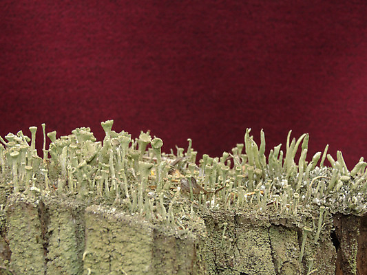 포토 JPG 해외이미지 나무 식물 백그라운드 자연 건조 이끼 풍경 사람없음 야외 목재 빨간색 초록색 갈색 버섯 그룹 숲 큼 나무껍질 곰팡이 옛날 해외202004 해외포토 컬러 재료 껍질 크기 생태계 파일형식 이미지허브