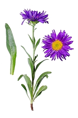 포토 JPG 해외이미지 식물 1 계절 꽃잎 꽃 줄기 백그라운드 잎 꽃무늬 자연 사람없음 초록색 여름 노란색 머리 보라색 활발 벚꽃 가을 흰색 원형 개화 제비꽃 오브젝트 싱글 꽃가루 고립 해외202004 해외포토 도형 컬러 컨셉 무늬 신체부위 가루 생태계 파일형식 이미지허브