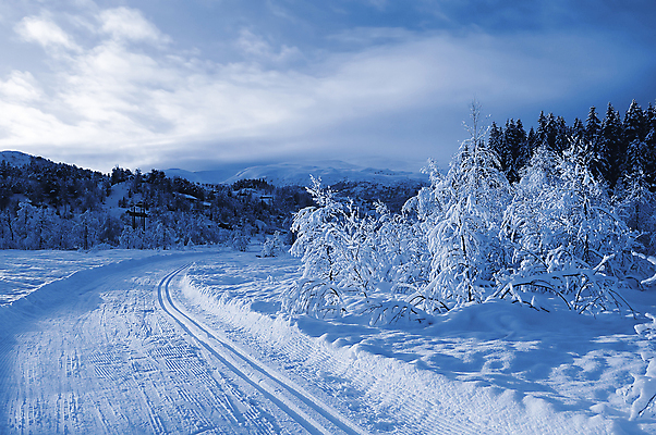 포토 JPG 해외이미지 주간 나무 길 겨울 자연 노르웨이 사람없음 야외 겨울풍경 해외202004 눈덮임 해외포토 자연요소 식물 계절 유럽 컨셉 풍경 생태계 파일형식 이미지허브