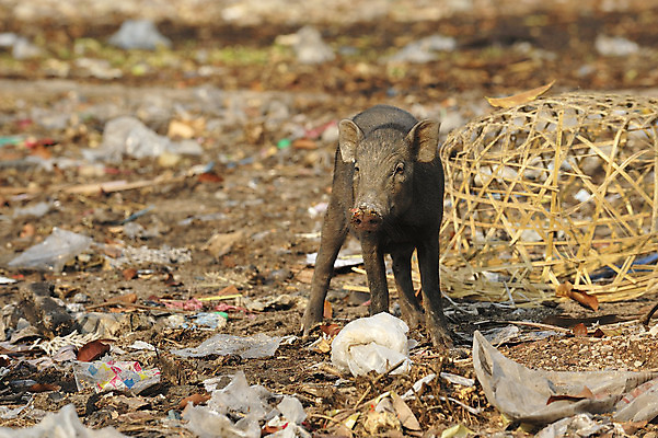 포토 JPG 해외이미지 동물 아시아 음식 포유류 엄마 주택 육류 사람없음 농사 돼지 멧돼지 해외202004 해외포토 나라 농업 식재료 가족 건물 파일형식 이미지허브