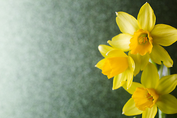 포토 JPG 해외이미지 꽃잎 꽃 꽃무늬 자연 부활절 사람없음 노란색 봄 성장 벚꽃 수선화 해외202004 해외포토 식물 계절 기념일 컬러 무늬 생태계 파일형식 이미지허브