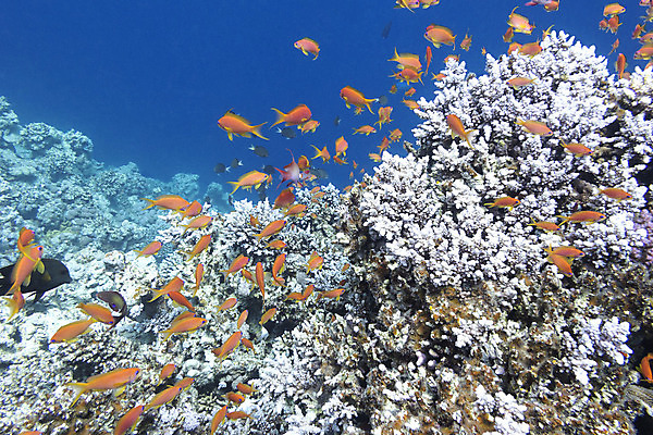 포토 JPG 해외이미지 동물 야생동물 바다 학교 아프리카 자연 이집트 어류 풍경 사람없음 물 파란색 바닷속 수중 거품 호주 잠수부 생태계 다이빙 인도네시아 태평양 홍해 인도양 몰디브 카리브해 깊이 해외202004 해외포토 자연요소 교육 나라 아시아 컬러 수영 수중동물 오세아니아 전문직 수중스포츠 파일형식 이미지허브