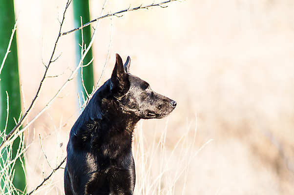 포토 JPG 해외이미지 나무 동물 1 공원 잎 오렌지 포유류 모션 자연 털 성인 사람없음 야외 반려동물 갈색 검은색 힘 우정 슬픔 가을 기다림 개 강아지 고독 숲 작음 큼 버리기 싱글 근육질 귀 송곳니 우울증 헬프 혼자 해외202004 해외포토 식물 계절 공공시설 감정 컬러 과일 근육 사람 신체부위 친구 도움 치아 질병 크기 몸매 생태계 파일형식 이미지허브