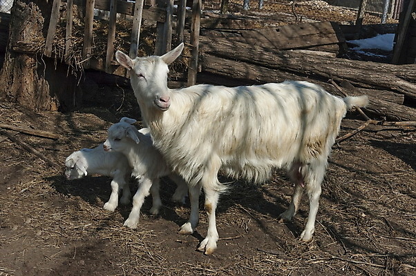포토 JPG 해외이미지 동물 어린이 장난 포유류 놀이 엄마 염소 사람없음 반려동물 문 만남 흰색 빨다 해외202004 해외포토 컬러 컨셉 가족 모션 사람 파일형식 이미지허브