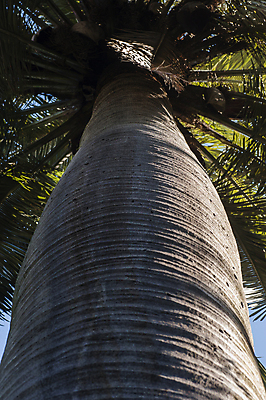 포토 JPG 해외이미지 나무 손바닥 사람없음 와인 묘사 코르크 칠레 해외202004 해외포토 식물 손 주류 남아메리카 파일형식 이미지허브