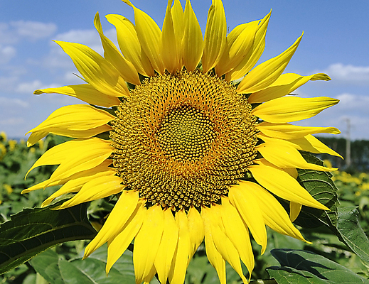 포토 JPG 해외이미지 식물 꽃잎 꽃 백그라운드 잎 꽃무늬 농업 오렌지 자연 해바라기 씨앗 사람없음 초록색 태양 노란색 벚꽃 원형 개화 닫기 묘사 유기농 질감 꽃가루 내추럴 고립 해외202004 해외포토 자연요소 도형 웰빙 산업 컬러 무늬 과일 모션 가루 생태계 파일형식 이미지허브