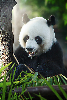 포토 JPG 해외이미지 사람없음 판다 먹기 유기농 생태학 인구 해외202004 해외포토 웰빙 교육 곰 모션 파일형식 이미지허브