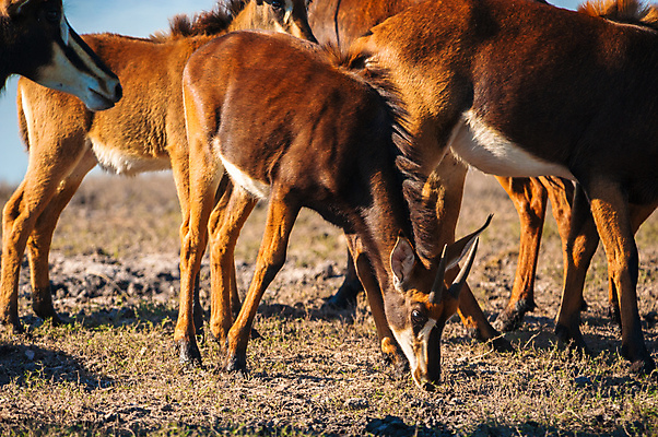 포토 JPG 해외이미지 동물 응시 공원 야생동물 아프리카 자연 서기 사람없음 야외 물 파란색 강 태양 맑음 구멍 그룹 황무지 습지 사파리 물주기 영양 남쪽 노려봄 내추럴 보츠와나 해외202004 해외포토 자연요소 시선 공공시설 나라 컬러 모션 날씨 표정 방향 생태계 파일형식 이미지허브