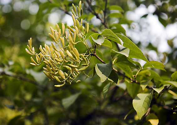 포토 JPG 해외이미지 나무 식물 라이프스타일 계절 산업 줄기 단풍 낙엽 잎 캐나다 패턴 자연 추상 새로움 풍경 사람없음 야외 가로 빨간색 초록색 빛 햇빛 태양 노란색 활발 하이킹 할로윈 안개 가을 바위 나뭇가지 황무지 변화 황금 숲 지역 잡동사니 빛망울 완전 해외202004 해외포토 자연요소 컬러 컨셉 북아메리카 무늬 레저 날씨 생활 돌_바위 생태계 파일형식 이미지허브