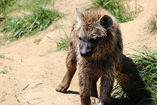 포토 JPG 해외이미지 동물 1 응시 공원 야생동물 포유류 아프리카 청소년 자연 털 동물원 서기 사람없음 야외 물 반사 갈색 머리카락 걷기 힘 젖음 아기 황무지 위험 사파리 피부 생태계 귀 육식동물 해외202004 해외포토 자연요소 시선 공공시설 나라 컬러 컨셉 모션 사람 신체부위 머리 파일형식 이미지허브