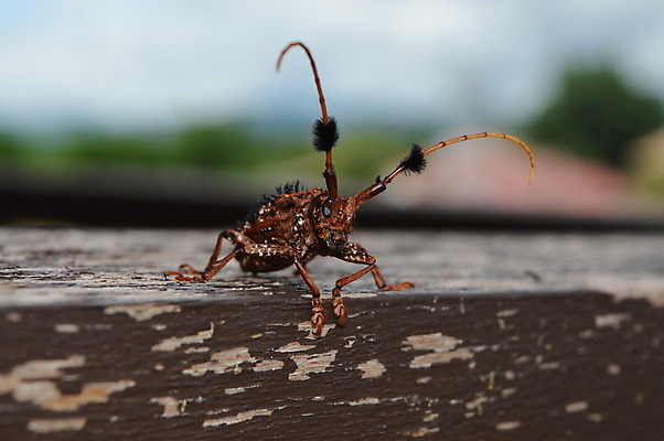 포토 JPG 해외이미지 아시아 곤충 안테나 사람없음 머리 못 벌레 흉부 이국적 해외202004 해외포토 동물 나라 통신 신체부위 공구 호흡기관 파일형식 이미지허브
