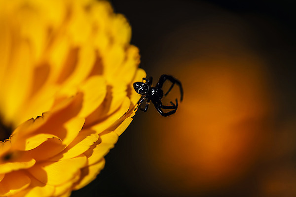 포토 JPG 해외이미지 동물 곤충 잎 신체 오렌지 자연 사람없음 햇빛 검은색 웹 힘 활발 에너지 작업 기다림 8 사냥 해외202004 해외포토 식물 컬러 컨셉 인터넷 과일 모션 태양 숫자 생태계 파일형식 이미지허브