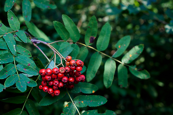 포토 JPG 해외이미지 식물 계절 열매 분홍색 자연 사람없음 야외 가로 빨간색 초록색 갈색 노란색 가을 떠남 많음 해외202004 해외포토 컬러 컨셉 모션 생태계 파일형식 이미지허브