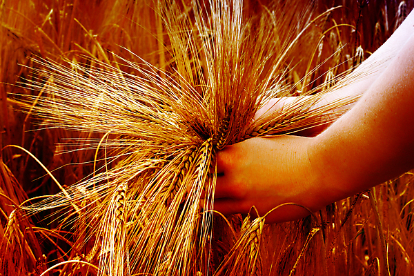 포토 JPG 해외이미지 식물 구름 손 계절 음식 빵 줄기 컨셉 밭 농업 손가락 자연 하늘 건강 옥수수 씨앗 사람 풍경 사람없음 야외 여름 농작물 농장 노란색 환경 희망 수확 성장 시골 잡기 재산 황금 닫기 농부 낟알 땅 시리얼 밀 유기농 보리 귀 장면 밀짚 내추럴 숙성 호밀 해외202004 해외포토 자연요소 직업 웰빙 감정 산업 컬러 모션 곡류 신체부위 금융 짚 생태계 파일형식 이미지허브