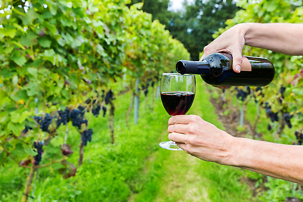 포토 JPG 해외이미지 와인잔 과일 포도 서브 관리 사람 사람없음 농작물 와인 알코올 액체 레드와인 와인병 원예 10월 숙성 해외202004 해외포토 농업 술잔 병_용기 주류 취미 날짜 파일형식 이미지허브