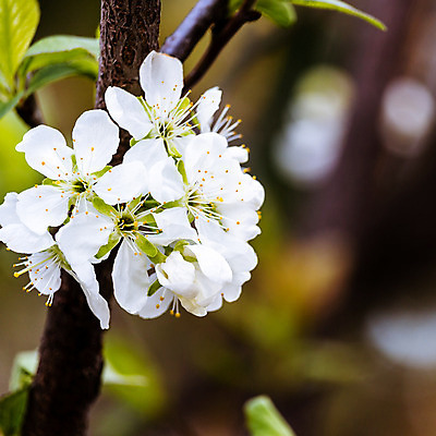 포토 JPG 해외이미지 나무 식물 계절 꽃 분홍색 백그라운드 잎 꽃무늬 패턴 과일 자연 하늘 새로움 사람없음 야외 장식 초록색 여름 빛 태양 노란색 정원 봄 활발 성장 벚꽃 흰색 나뭇가지 개화 체리 사과 과수원 원예 복숭아 내추럴 해외202004 해외포토 자연요소 컬러 컨셉 무늬 농업 취미 생태계 파일형식 이미지허브