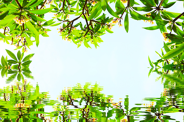 포토 JPG 해외이미지 식물 계절 꽃 백그라운드 잎 밭 자연 벽지 하늘 추상 미술 사람없음 초록색 여름 파란색 봄 수확 가을 흰색 신선 닫기 질감 보케 내추럴 해외202004 해외포토 컬러 무늬 농업 모션 문화예술 생태계 파일형식 이미지허브