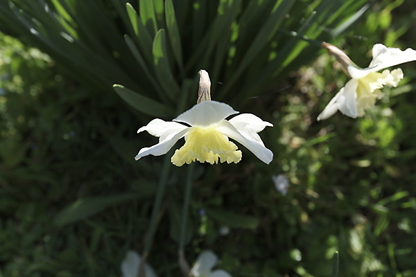 포토 JPG 해외이미지 식물 계절 꽃잎 꽃 실루엣 줄기 잎 자연 표면 날씨 친절 선물 사랑 취미 사람없음 물 여름 컬러풀 노란색 정원 힘 봄 활발 습기 다양 에너지 성장 흰색 시골 인사 신선 개화 수분 원예 꽃가루 수선화 꿀 정맥 기후변화 영양분 완전 해외202004 해외포토 자연요소 감정 컬러 다수 컨셉 촬영기법 예절 변화 가루 생태계 혈관 파일형식 이미지허브