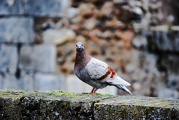 포토 JPG 해외이미지 동물 유럽 종교 벽 여행 백그라운드 날개 건축양식 자연 조류 벽돌 거리 사람없음 야외 빨간색 초록색 물 파란색 갈색 평화 블록 골동품 바위 도시 시간 사찰 중세 역사 분수 비둘기 장면 타운 서쪽 신앙심 예루살렘 옛날 해외202004 해외포토 자연요소 건축 나라 컬러 컨셉 종교건축 돌_바위 방향 생태계 이스라엘 파일형식 이미지허브