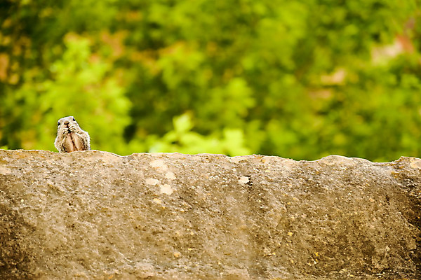 포토 JPG 해외이미지 동물 공원 야생동물 백그라운드 포유류 자연 휴가 국립공원 사람없음 초록색 환경 미국 황금 치아 보호 설치류 먹기 다람쥐 북쪽 서식지 내추럴 땅바닥 서쪽 와이오밍 해외202004 해외포토 공공시설 컬러 컨셉 북아메리카 모션 바닥 소화기관 방향 생태계 파일형식 이미지허브