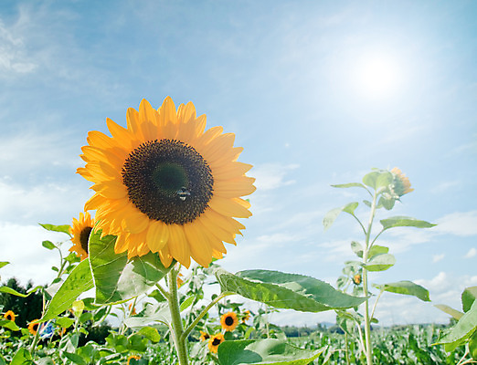 포토 JPG 해외이미지 식물 구름 꽃잎 꽃 백그라운드 꽃무늬 패턴 농업 자연 하늘 해바라기 씨앗 사람없음 여름 파란색 컬러풀 햇빛 태양 노란색 정원 농사 맑음 벚꽃 원형 개화 벌 유기농 원예 꽃가루 천국 내추럴 넘어짐 다듬기 밭일 해외202004 해외포토 자연요소 도형 웰빙 계절 산업 컬러 곤충 무늬 모션 날씨 취미 가루 생태계 파일형식 이미지허브