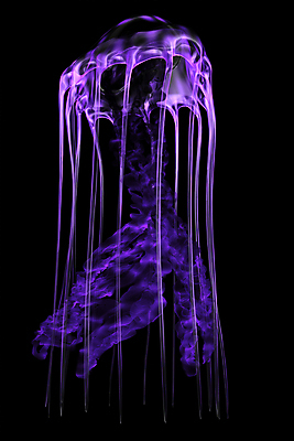 포토 JPG 해외이미지 한마리 사람없음 보라색 바닷속 수중동물 자포동물 해파리 해외202004 해외포토 동물 1 컬러 수중 파일형식 이미지허브