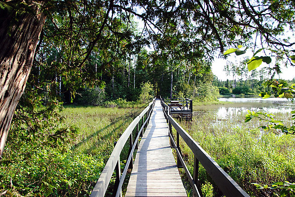포토 JPG 해외이미지 나무 길 자국 자연 사람없음 야외 목재 초록색 숲 해외202004 해외포토 식물 컬러 재료 생태계 파일형식 이미지허브